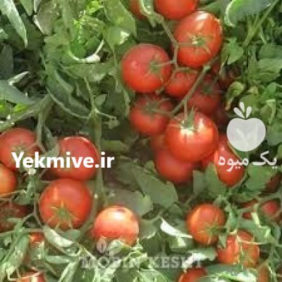 فروش بذر گوجه فرنگی برنتا در کرمانشاه در گروه خرید و فروش بذر گوجه در یکمیوه -عکس1