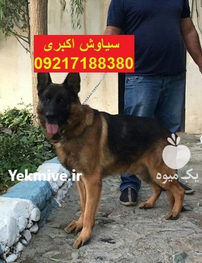 فروش سگ ژرمن شپرد و رک لاین در تهران در گروه سگ و گربه در یکمیوه -عکس1