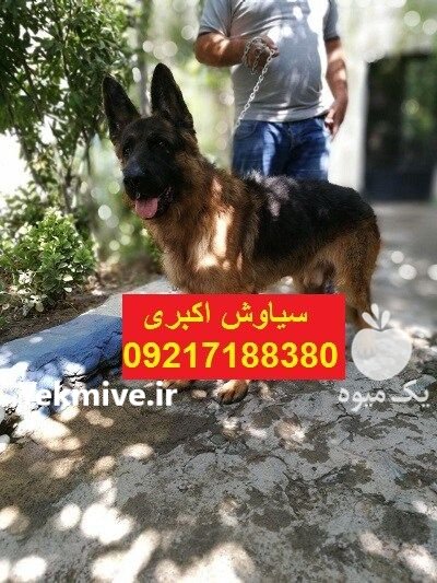 فروش سگ ژرمن شپرد و رک لاین در تهران در گروه سگ و گربه در یکمیوه -عکس1