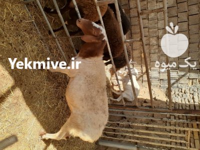 میش و قوچ آواسی در پیربکران در گروه گاو و گوسفند و میش و بز کهره گوساله در یکمیوه -عکس2