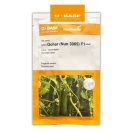 بذر خیار گلخانه ای گوهر در بیرجند در گروه خرید و فروش بذر خیار در یکمیوه