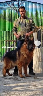 سگ ژرمن شپرد سگ همه فن در کرج در گروه سگ و گربه در یکمیوه
