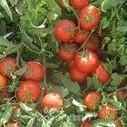 فروش بذر گوجه فرنگی برنتا در کرمانشاه در گروه خرید و فروش بذر گوجه در یکمیوه