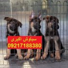 مرکز پرورش سگ ژرمن شپرد و رک در تهران در گروه سگ و گربه در یکمیوه