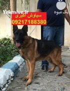 فروش سگ ژرمن شپرد و رک لاین در تهران در گروه سگ و گربه در یکمیوه