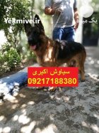 فروش سگ ژرمن شپرد و رک لاین در تهران در گروه سگ و گربه در یکمیوه