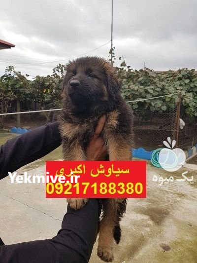 پانسیون سگ ژرمن شپرد و رک لاین در تهران در گروه سگ و گربه در یکمیوه -عکس1