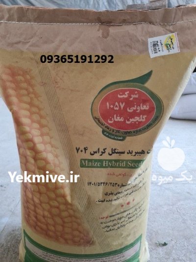 فروش بذر ذرت رقم 704 در اهواز در گروه خرید و فروش بذر ذرت در یکمیوه -عکس1