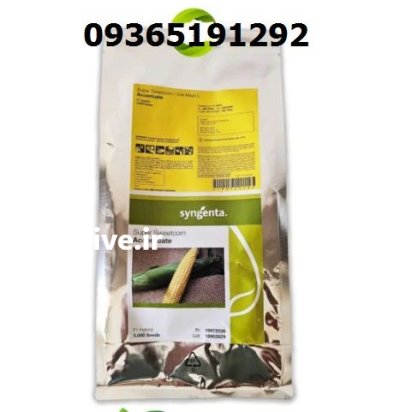 بذر ذرت اکسن چوئیت اصل در شیراز در گروه خرید و فروش بذر ذرت در یکمیوه -عکس1