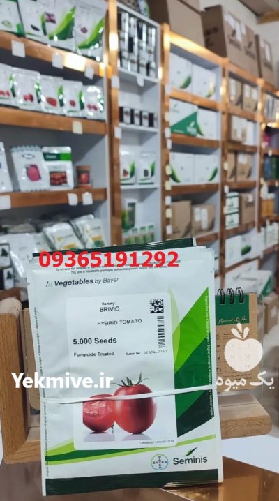 فروش بذر گوجه فرنگی رقم 4129 در شیراز در گروه خرید و فروش بذر گوجه در یکمیوه -عکس1