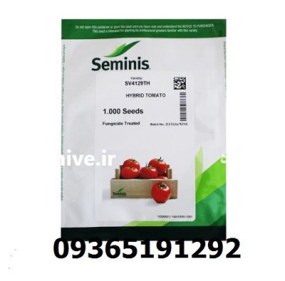 بذر گوجه فرنگی 4129 اصل در قزوین در گروه خرید و فروش بذر گوجه در یکمیوه -عکس1