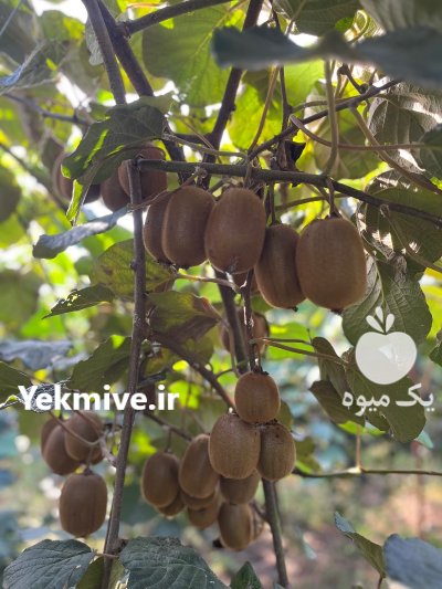 فروش کیوی صادراتی آستارا سایز بالا در گیلان در گروه خرید و فروش کیوی در یکمیوه -عکس1