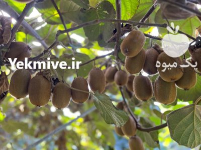 فروش کیوی صادراتی آستارا سایز بالا در گیلان در گروه خرید و فروش کیوی در یکمیوه -عکس2