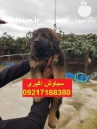 پانسیون سگ ژرمن شپرد و رک لاین در تهران در گروه سگ و گربه در یکمیوه