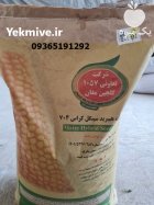 فروش بذر ذرت رقم 704 در اهواز در گروه خرید و فروش بذر ذرت در یکمیوه