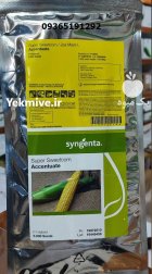 فروش ویژه بذر ذرت اکسن چوئیت در اهواز در گروه خرید و فروش بذر ذرت در یکمیوه