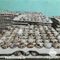 فروش تخم نطفه دار بلدرچین در زنجان در گروه انواع تخم ها در یکمیوه