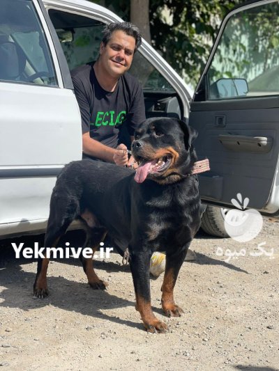 سگ روتوایلر اصیل آمریکایی قدرت در کرج در گروه سگ و گربه در یکمیوه -عکس1