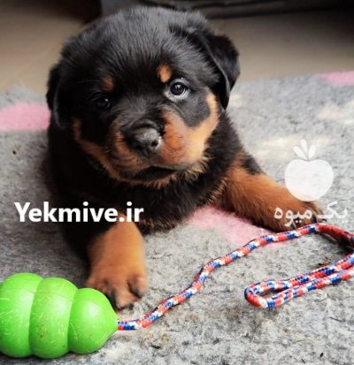 سگ روتوایلر اصیل آمریکایی قدرت در کرج در گروه سگ و گربه در یکمیوه -عکس2