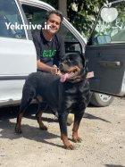 سگ روتوایلر اصیل آمریکایی قدرت در کرج در گروه سگ و گربه در یکمیوه