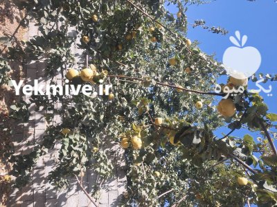 فروش تن میوه به در منطقه در پیربکران در گروه خرید و فروش میوه به در یکمیوه -عکس1