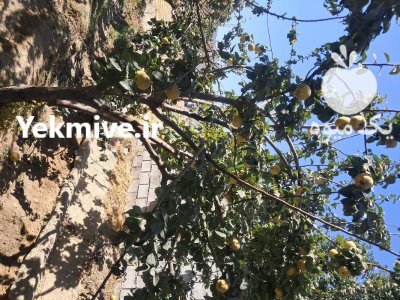 فروش تن میوه به در منطقه در پیربکران در گروه خرید و فروش میوه به در یکمیوه -عکس2