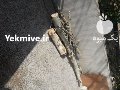چوب درخت در پیشوا در گروه خرید و فروش چوب درخت در یکمیوه -عکس2