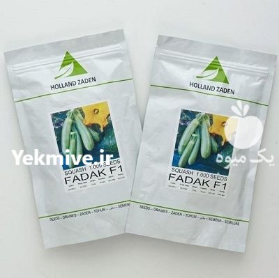 بذر کدو هیبرید فدک هلند زادن در تبریز در گروه خرید و فروش بذر کدو در یکمیوه -عکس1