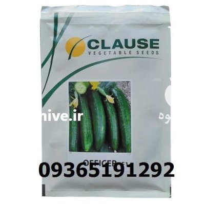 فروش بذر خیار افیسر با کیفیت در همدان در گروه خرید و فروش بذر خیار در یکمیوه -عکس1