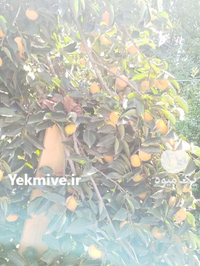 فروش خرمالو در ساری در گروه خرید و فروش خرمالو در یکمیوه -عکس1