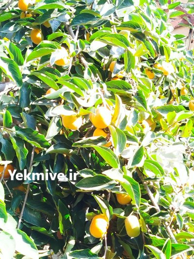 فروش خرمالو در ساری در گروه خرید و فروش خرمالو در یکمیوه -عکس2