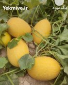 هندوانه در دزفول در گروه خرید و فروش هندوانه در یکمیوه