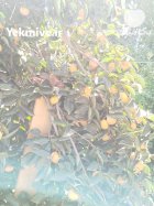 فروش خرمالو در ساری در گروه خرید و فروش خرمالو در یکمیوه