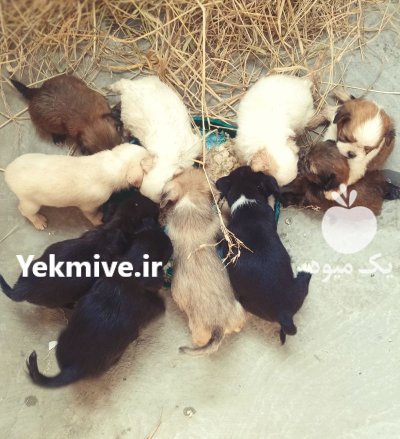 نژاد جک تزو شیتزو در ساری در گروه سگ و گربه در یکمیوه -عکس1