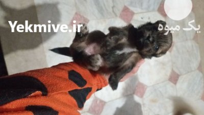 نژاد جک تزو شیتزو در ساری در گروه سگ و گربه در یکمیوه -عکس2