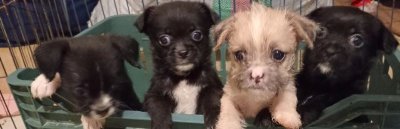 نژاد جک تزو شیتزو در ساری در گروه سگ و گربه در یکمیوه -عکس3