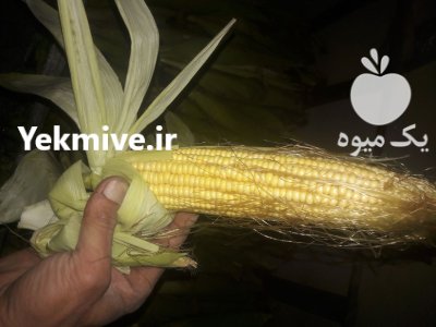 بلال شیری تازه در پیشوا در تهران در گروه خرید و فروش ذرت در یکمیوه -عکس3