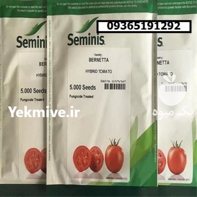 فروش ویژه بذر گوجه فرنگی برنتا در شیراز در گروه خرید و فروش بذر گوجه در یکمیوه -عکس1