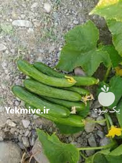 بذر خیار شهاب انتخابی حرفه ایی در جیرفت در گروه خرید و فروش بذر خیار در یکمیوه -عکس1