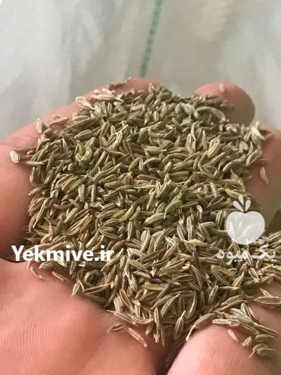 فروش زیره سبز در اصفهان در گروه خرید و فروش محصولات کشاورزی در یکمیوه -عکس1