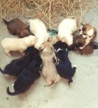 نژاد جک تزو شیتزو در ساری در گروه سگ و گربه در یکمیوه