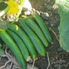 بذر خیار رویال پربار مقاوم در ایلام در گروه خرید و فروش بذر خیار در یکمیوه