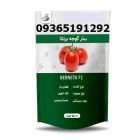 فروش بذر گوجه فرنگی برنتا در بوشهر در گروه خرید و فروش بذر گوجه در یکمیوه