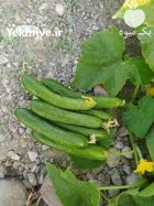 بذر خیار شهاب انتخابی حرفه ایی در جیرفت در گروه خرید و فروش بذر خیار در یکمیوه