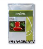 فروش عمده جزئی بذر هندوانه استاراخان در اهواز در گروه خرید و فروش بذر هندوانه در یکمیوه