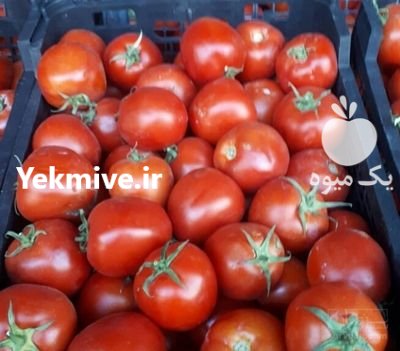 فروش بذر گوجه 4129 محصولی در هشتبندی در گروه خرید و فروش بذر گوجه در یکمیوه -عکس1