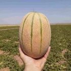 بذر ملون جانا با قیمت مناسب در اهواز در گروه خرید و فروش بذر ملون در یکمیوه