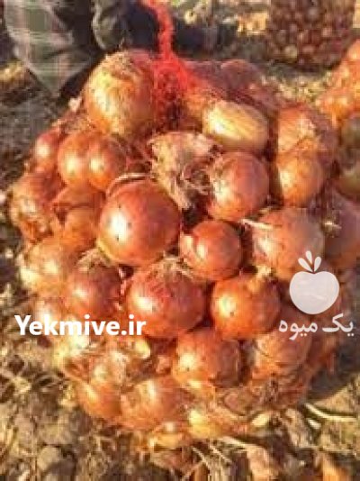 فروش بذر هیبرید پیاز تاکی عملکرد در مشهد در گروه خرید و فروش بذر پیاز در یکمیوه -عکس1