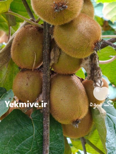 فروش کیوی هایوارد در رشت در گروه خرید و فروش کیوی در یکمیوه -عکس1