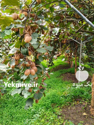 فروش کیوی هایوارد در رشت در گروه خرید و فروش کیوی در یکمیوه -عکس2